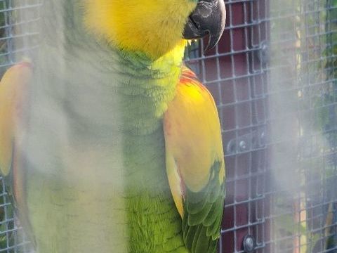Amazone a Front bleu xanthopteryx
0 67700 Saverne