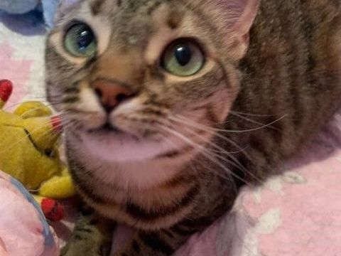 Petit Coeur, minette sourde de 2 ans 0 49150 Fouger�