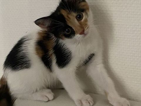 Donne adorable petite chatte c&acirc;line et tr&egrave;s joueuse  0 75002 Paris
