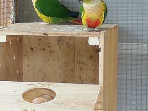  conure de Molina (pyrrhura molinae) 60 24530 Champagnac-de-belair