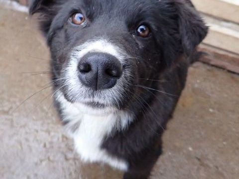 Speedy &agrave; l'adoption 320 33000 Bordeaux
