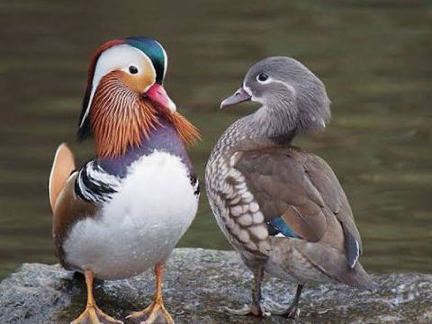 Canard Mandarin m&acirc;le 50 21210 Saulieu