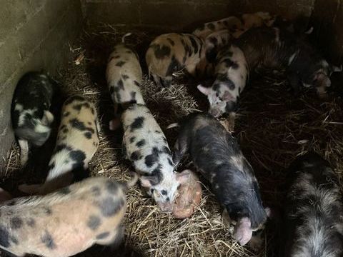 cochon kune kune 100 14220 Tournebu