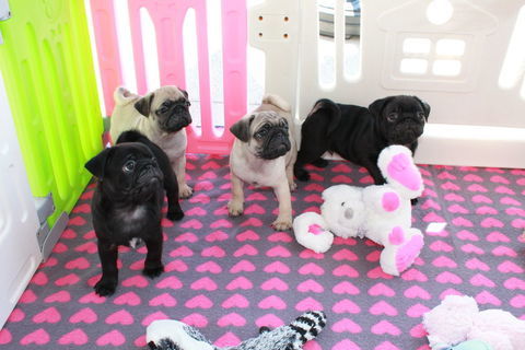Chiots carlin sable et noir 1090 88500 Mirecourt