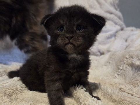 Chatons Maine Conns 1500 68700 Cernay