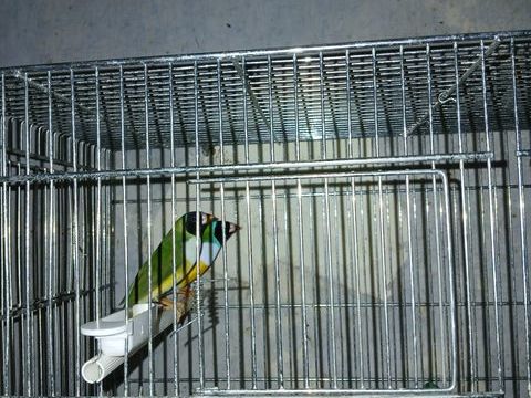 Couple de diamant de gould  80 95100 Argenteuil
