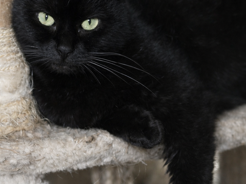 NOISETTE FEMELLE NOIRE 6 ANS 195 92260 Fontenay-aux-roses