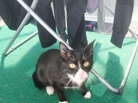 Chat MILO à l adoption 180 07440 Alboussire