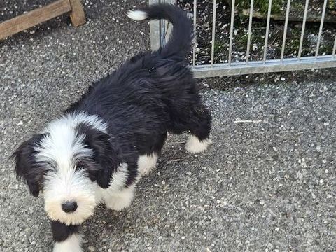 Chiots Bearded Collies 1300 74600 Seynod