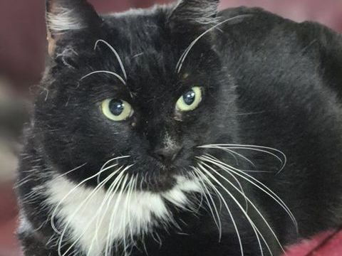 CYRANO 210 27140 Gisors