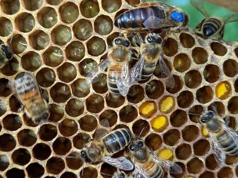 (&times;8) Colonies d'abeilles Dadant 80 � &agrave; 200 � 80 93160 Noisy-le-grand