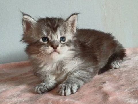 CHATONS MALES ET FEMELLES MAINE COONS 1200 74000 Annecy
