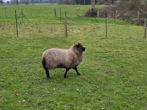 Brebis d'ouessant 80 22980 Pl�lan-le-petit