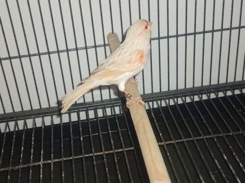 Canari isabelle mosa&iuml;que rouge 50 44140 Geneston