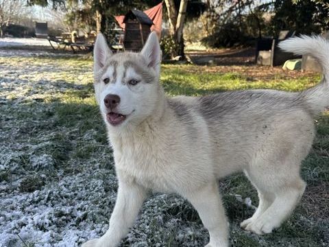 Chiots husky LOF 700 44410 Herbignac