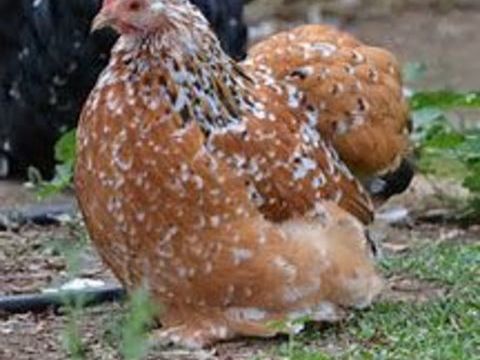 Poule batam pekin idée cadeau anniversaire fêtes des mères 34 77540 Courpalay