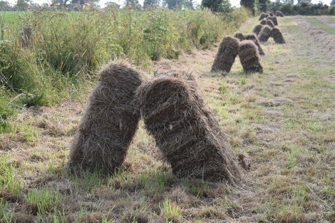 Foin 1 44290 Conquereuil