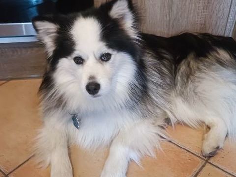 Saillie pomsky F4 450 30870 Clarensac