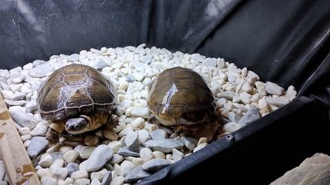 2 tortues pelomedusa avec habitat semis aquatique 150 02700 Fri�res-faillou�l
