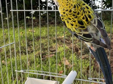 Grandes perruches palliceps 50 29290 Milizac