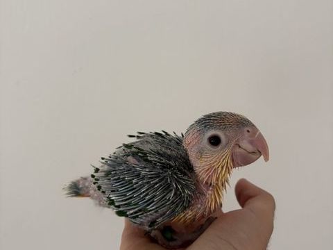 oiseau &agrave; vendre 60 59287 Guesnain