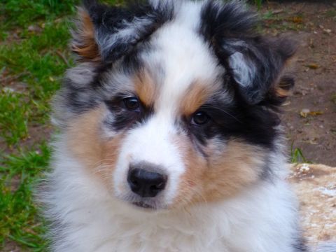 magnifiques chiots berger australien 600 81140 Castelnau-de-montmiral