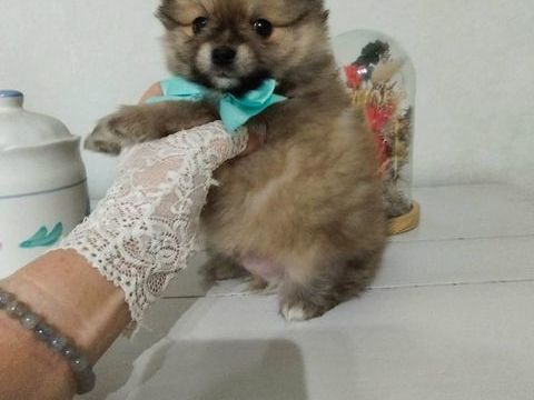 Chihuahuas xSpitz  900 02440 Montescourt-lizerolles