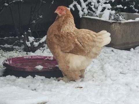 Poule, coq  de diff&eacute;rentes races 25 59290 Wasquehal