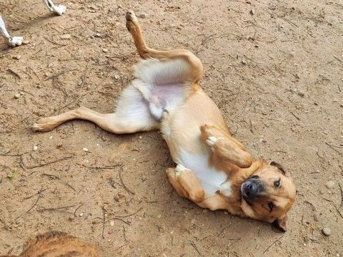 CARACOL, jeune beau et affectueux ! 315 24140 Douville