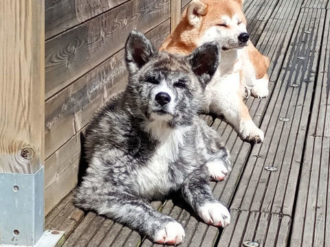 CHIOTS AKITA INU PURE RACE 900 56680 Plouhinec