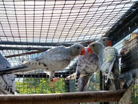 PERRUCHES A COLLIER PANACHEES 140 37540 Saint-cyr-sur-loire