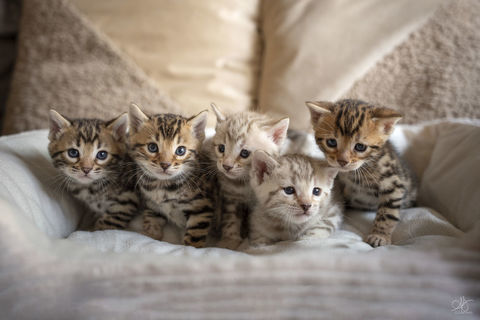 Chaton bengal 1500 84300 Cavaillon