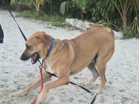 GUELIA la joie de vivre 350 76000 Rouen