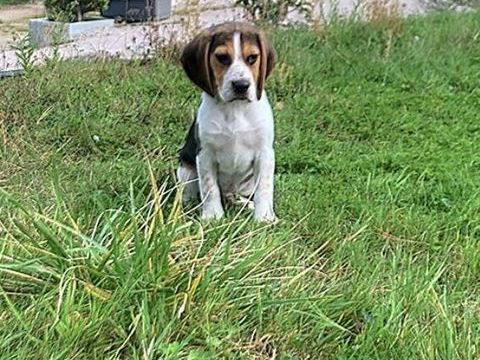 BEAGLE 500 62850 Escuilles