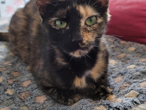 Epsilon 100 44000 Nantes