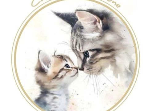 British Longhair 900 77340 Pontault-combault