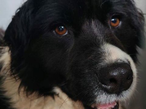 ARAP crois&eacute; border 5 ans 300 59300 Aulnoy-lez-valenciennes