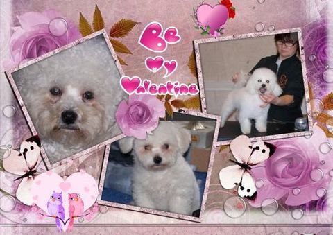 A RESERVER CHIOTS BICHON FRISE POUR COMPAGNIE
800 64110 Rontignon