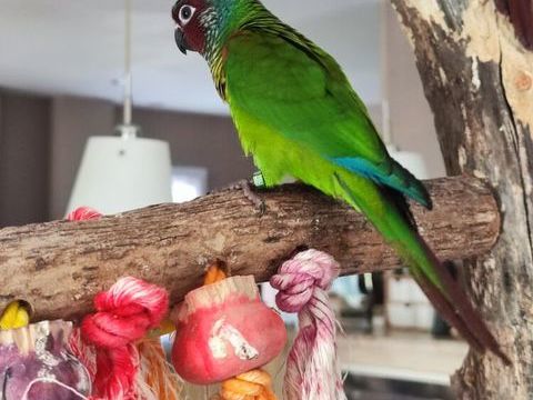 Perruche conure Emma 300 11570 Palaja