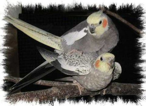 Calopsitte EAM 2026 170 40000 Mont-de-marsan