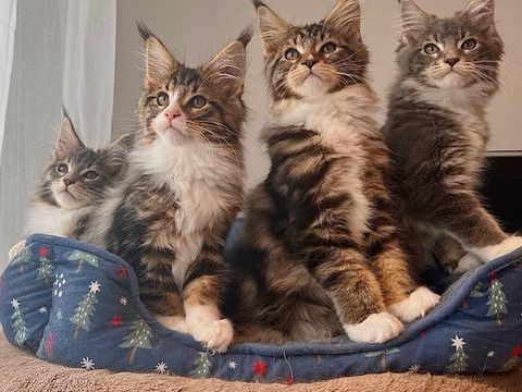 Chatons Maine Coon LOOF 1500 77420 Champs-sur-marne