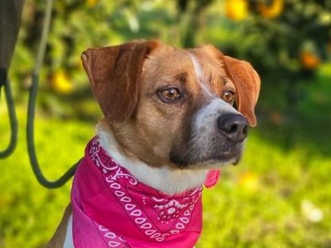 BELLA 300 95610 �ragny