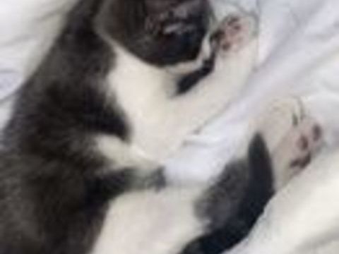   Chatons sevrés à adopter contre bon soins 