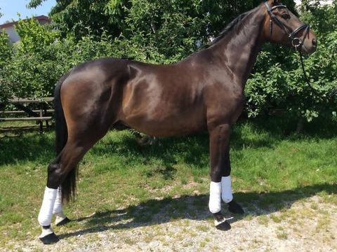 Superbe cheval hongre 0 49000 Angers