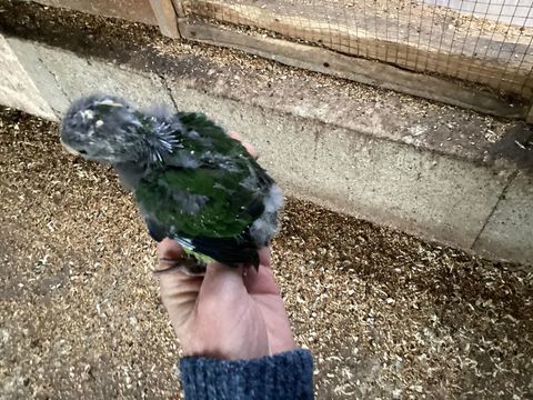 B&eacute;b&eacute; Kakariki apprivoiser  1 33450 Saint-sulpice-et-cameyrac