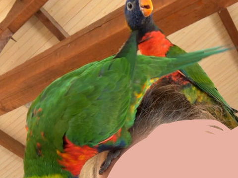 Loriquet arc en ciel 1100 24400 Mussidan