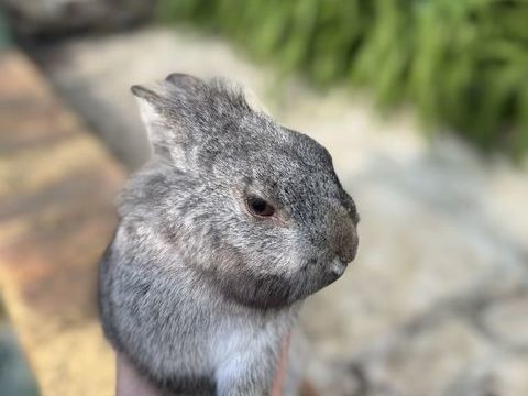 4/ lapins mâle 30 91700 Fleury-mrogis