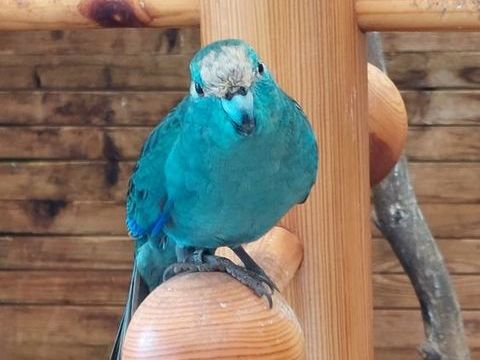 Perruches Kakariki 45 85000 La roche-sur-yon