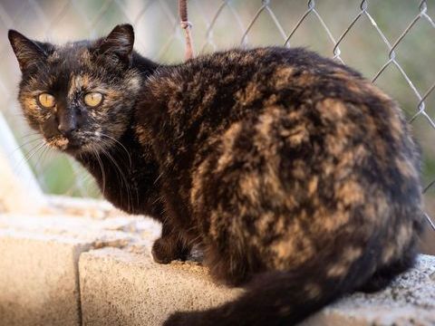 SUNI 220 27620 Gasny