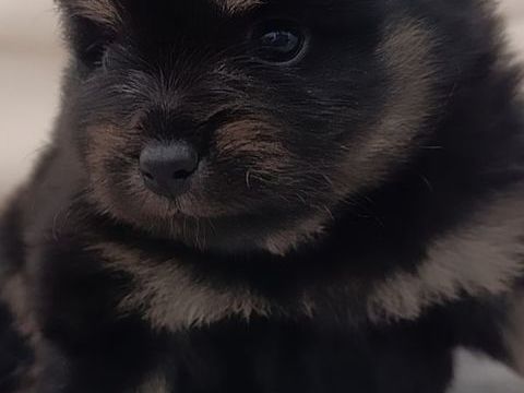 A r&eacute;server magnifiques chiots spitz nain 1400 59253 La gorgue